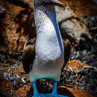 Buy canvas prints of Blue Footed Booby by Andrew Cartledge