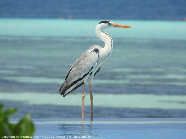 Grey Heron Maldives Picture Board by ANDREW BENHAM