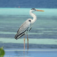 Buy canvas prints of Grey Heron Maldives by ANDREW BENHAM