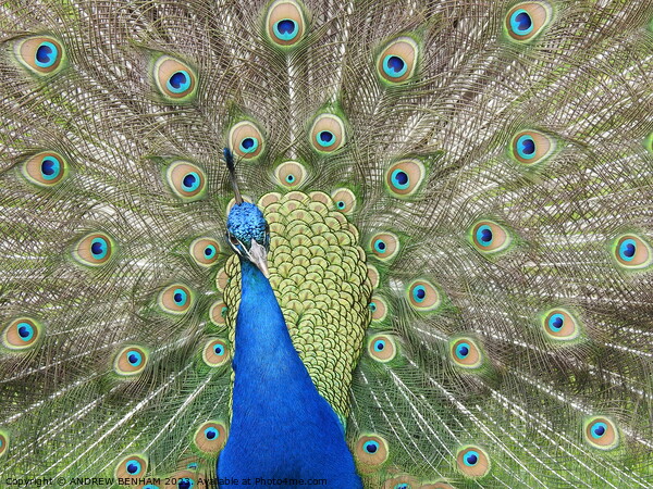 Peacock Picture Board by ANDREW BENHAM