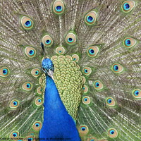Buy canvas prints of Peacock by ANDREW BENHAM