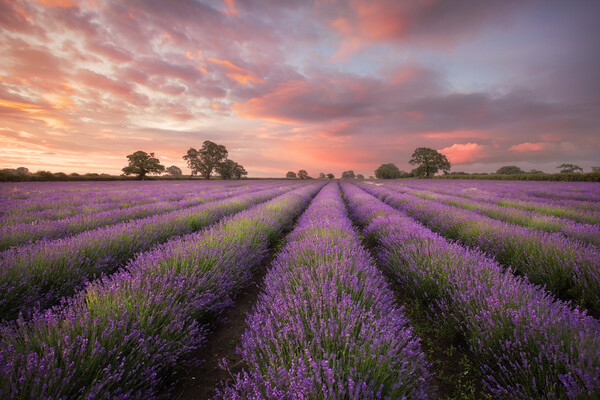 Lavender Dawn Picture Board by Graham McPherson