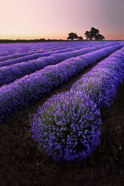 Explosion of Lavender Picture Board by Graham McPherson