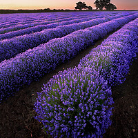 Buy canvas prints of Explosion of Lavender by Graham McPherson