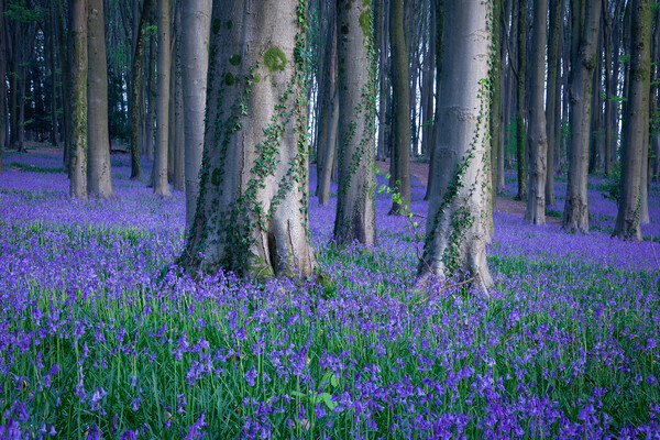 Bluebells and Ivy Picture Board by Graham McPherson