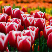 Buy canvas prints of Field of Dutch red tulips by Ambrosini V