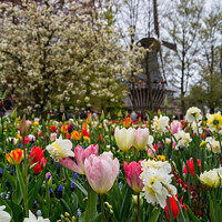 Buy canvas prints of Tulips and Dutch windmill at Keukenhof park in The by Ambrosini V