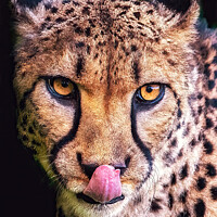 Buy canvas prints of Cheeky Cheetah  by Stephen Taylor