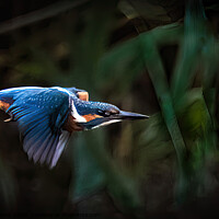 Buy canvas prints of Kingfisher Fly pass by Stephen Taylor