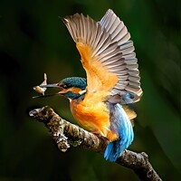 Buy canvas prints of Kingfisher by Stephen Taylor