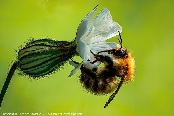 Bindweed Bee Picture Board by Stephen Taylor