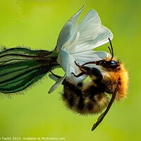 Buy canvas prints of Bindweed Bee by Stephen Taylor