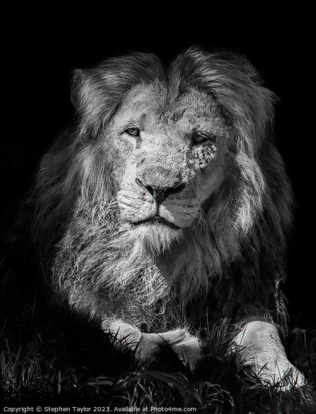 Lion portrait Picture Board by Stephen Taylor