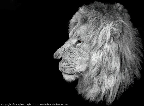 Lion Profile  Picture Board by Stephen Taylor