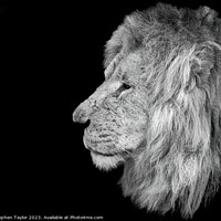 Buy canvas prints of Lion Profile  by Stephen Taylor