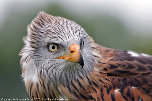 Red Kite Picture Board by Stephen Taylor