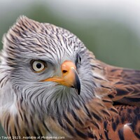 Buy canvas prints of Red Kite by Stephen Taylor