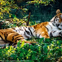 Buy canvas prints of Sleeping Tiger by Stephen Taylor