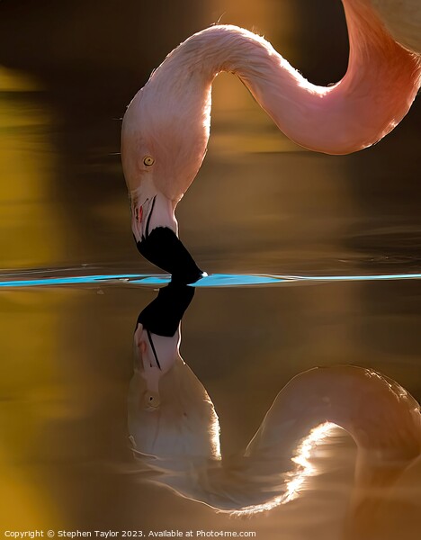 Flamingo Reflection  Picture Board by Stephen Taylor