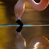 Buy canvas prints of Flamingo Reflection  by Stephen Taylor