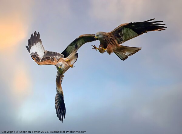 Red Kite Squabble  Picture Board by Stephen Taylor