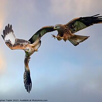 Buy canvas prints of Red Kite Squabble  by Stephen Taylor