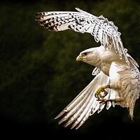 Buy canvas prints of A close up of a Falcon by Stephen Taylor
