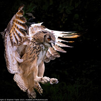 Buy canvas prints of Eagle Owl  by Stephen Taylor