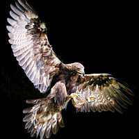Buy canvas prints of A close up of a Eagle flying in the sky by Stephen Taylor