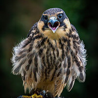 Buy canvas prints of Merlin by Stephen Taylor