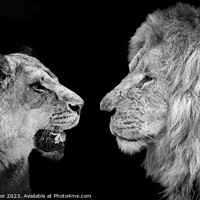 Buy canvas prints of Lions  by Stephen Taylor