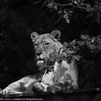 Buy canvas prints of Lions  by James Allen