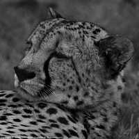 Buy canvas prints of Cheetah  by James Allen