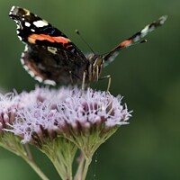 Buy canvas prints of Butterfly  by James Allen