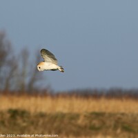 Buy canvas prints of Barn Owls  by James Allen