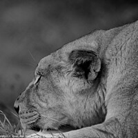 Buy canvas prints of lions  by James Allen