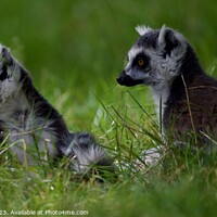 Buy canvas prints of Lemurs by James Allen