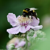 Buy canvas prints of Bees  by James Allen