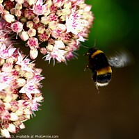 Buy canvas prints of Bees  by James Allen