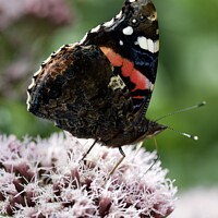 Buy canvas prints of Red Admiral butterfly  by James Allen