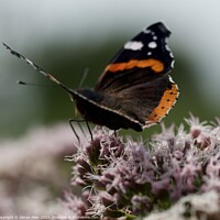 Buy canvas prints of Beautiful Butterfly  by James Allen