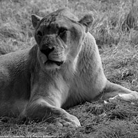 Buy canvas prints of Lions by James Allen