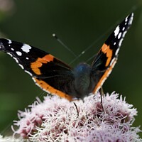 Buy canvas prints of Red Admiral Butterfly by James Allen