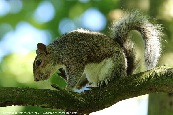 Squirrel Picture Board by James Allen
