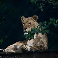 Buy canvas prints of Lions by James Allen