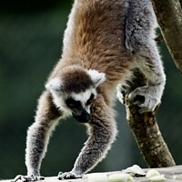 Buy canvas prints of Lemurs  by James Allen