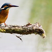 Buy canvas prints of Kingfishers  by James Allen