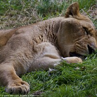 Buy canvas prints of Lions  by James Allen