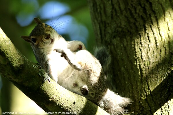Squirrel  Picture Board by James Allen