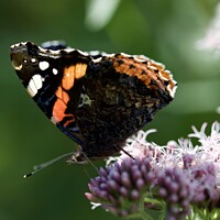 Buy canvas prints of THE RED ADMIRAL Butterfly  by James Allen